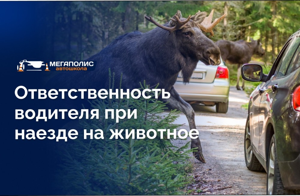 Ответственность водителя при наезде на животное